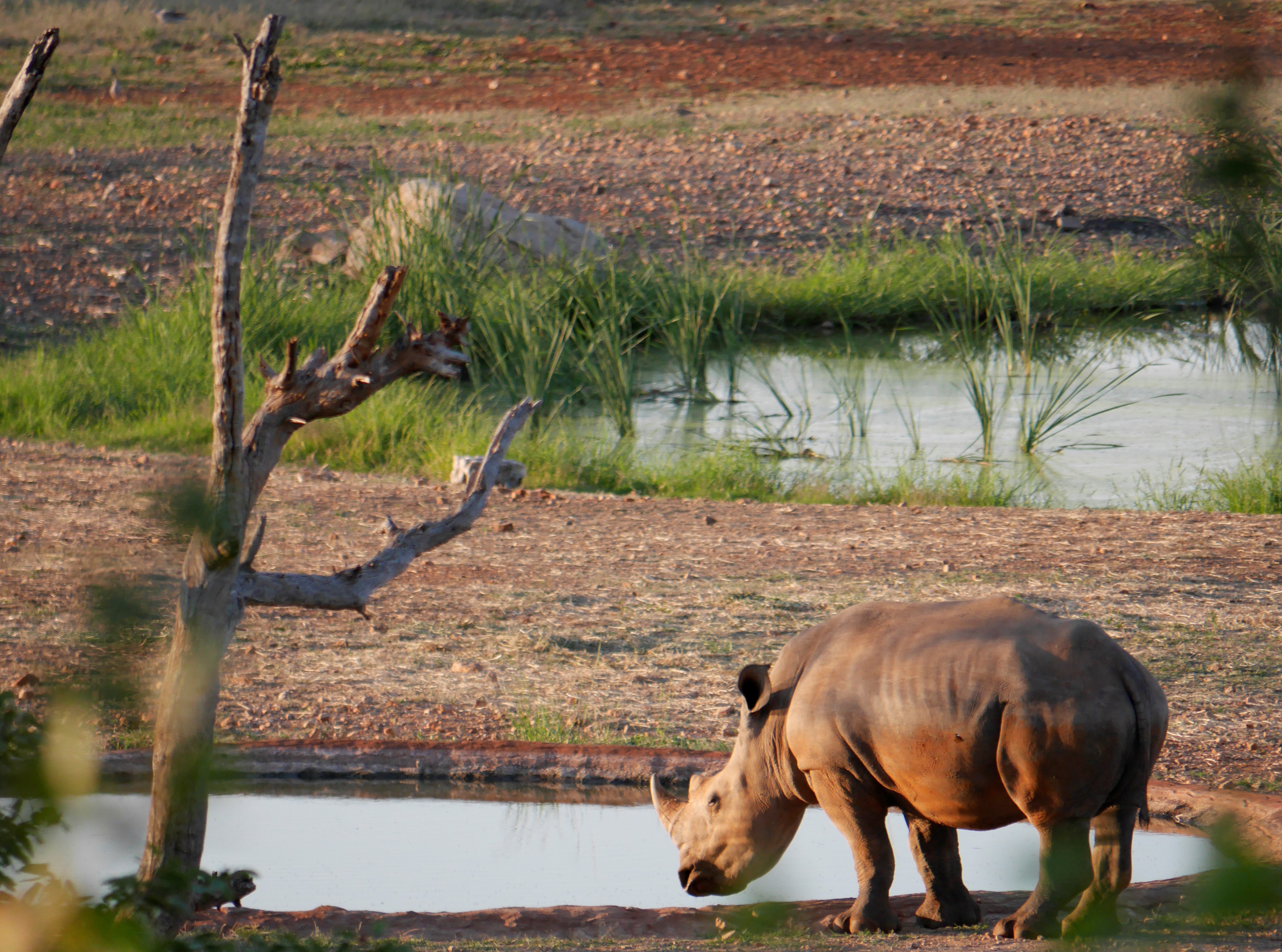 Okutala Watering Hole