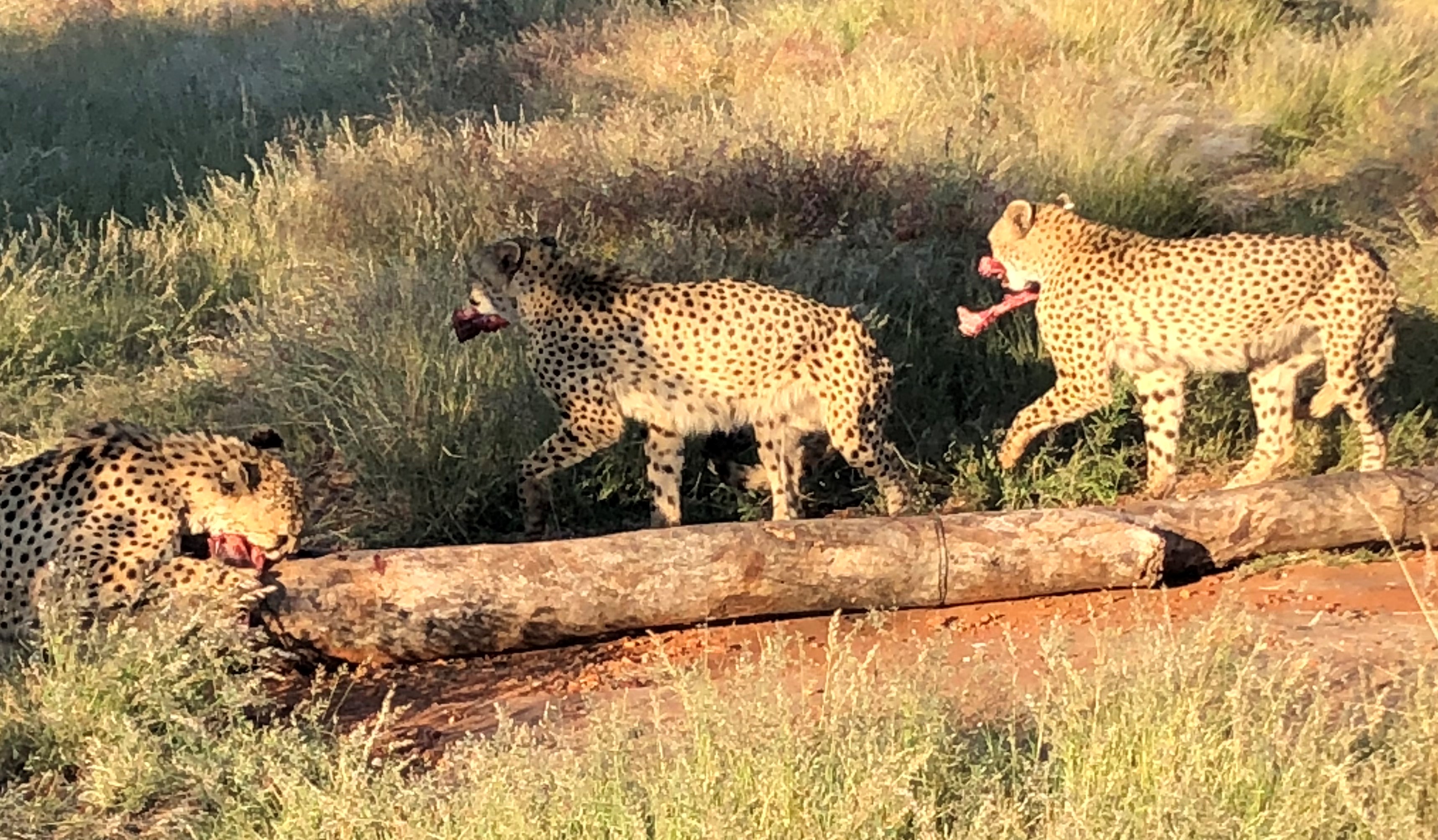 Okutala Cheetahs